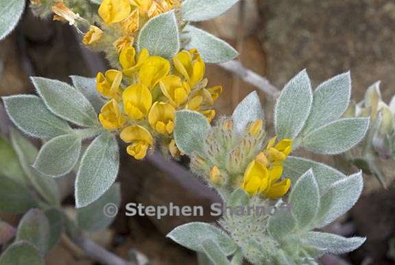 acmispon argophyllus var niveus 1 graphic